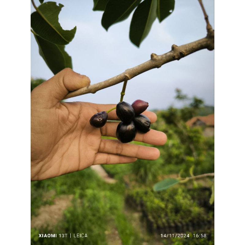 bibit Jamblang/duwet hitam berbunga/berbuah (packing kayu)