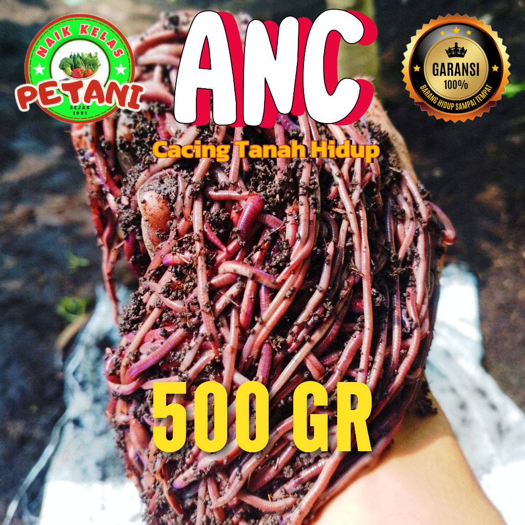 Cacing ANC Hidup / Cacing tanah 500 Gr BERGARANSI