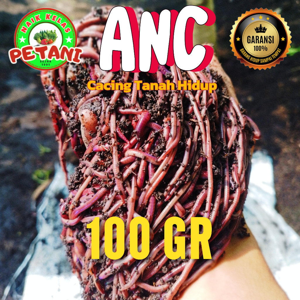 Cacing ANC Hidup / Cacing Tanah 100 GR Bergaransi