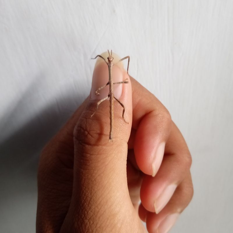 Tongkat Belalang Stick