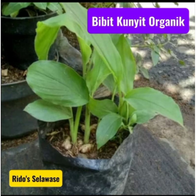 

Bibit Kunyit Kuning/Kunir Buat Jamu/Masak