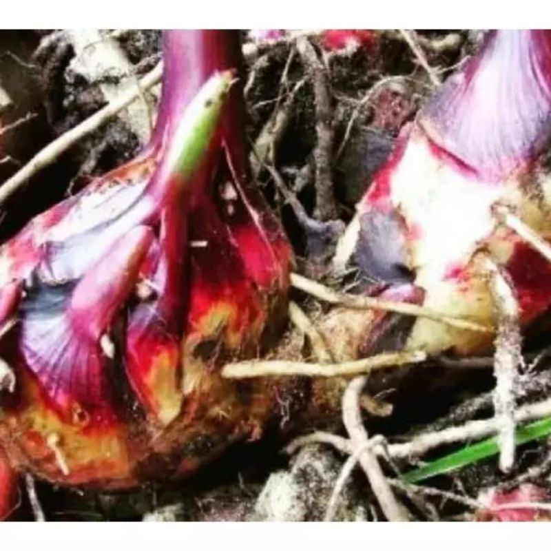 

umbi ganyong/umbi ganyo merah segar termurah 1 kg