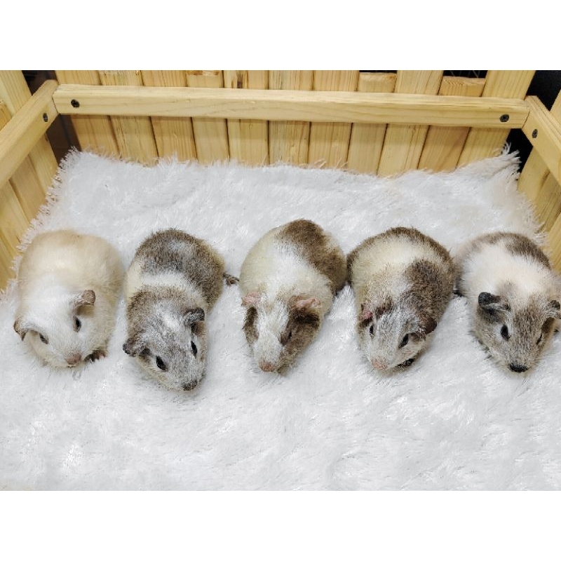 Marmut Hias / guinea pig american satin