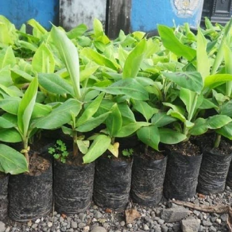 bibit benih pisang raja bulu unggul