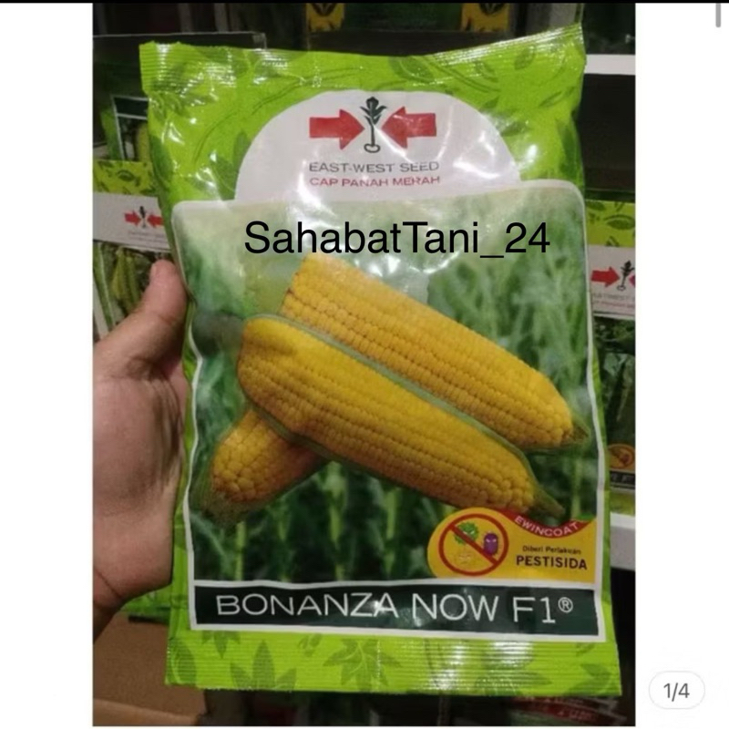 Benih jagung manis BONANZA NOW F1 1800 butir kemasan kaleng jagung manis hibrida dari PANAH MERAH bo