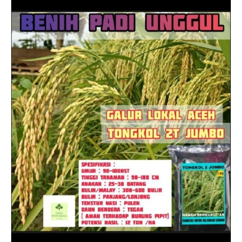 BENIH BIBIT PADI GALUR LOKAL ACEH 2T Per 5KG