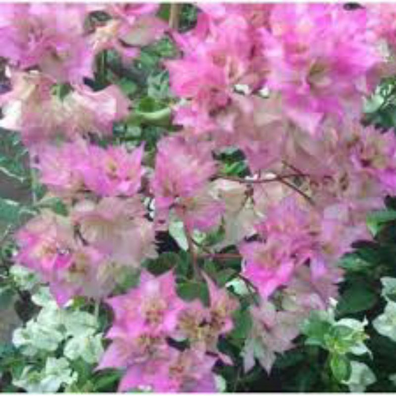 Bougenville Hawai pink