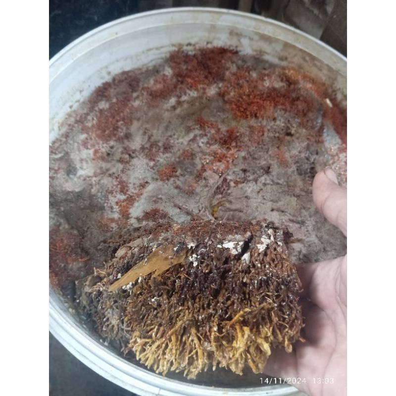 JAKABA / biang jakaba  500ml