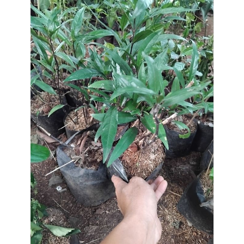 Tanaman herbal daun gandarusa pohon gandarusa