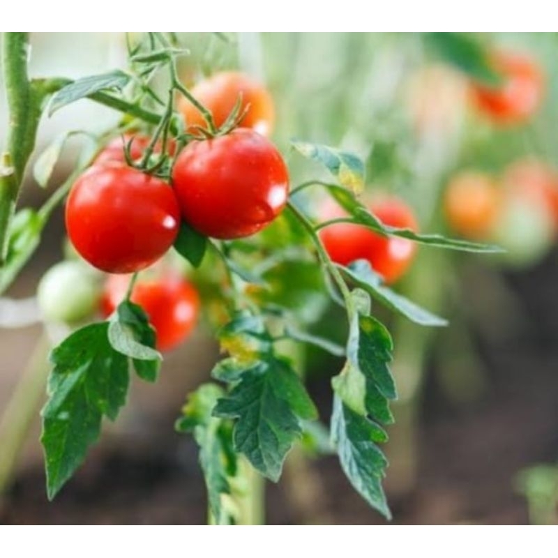 Tanaman buah tomat pohon tomat