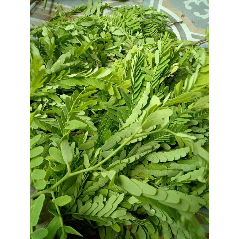 

Daun asam jawa segar 500gram