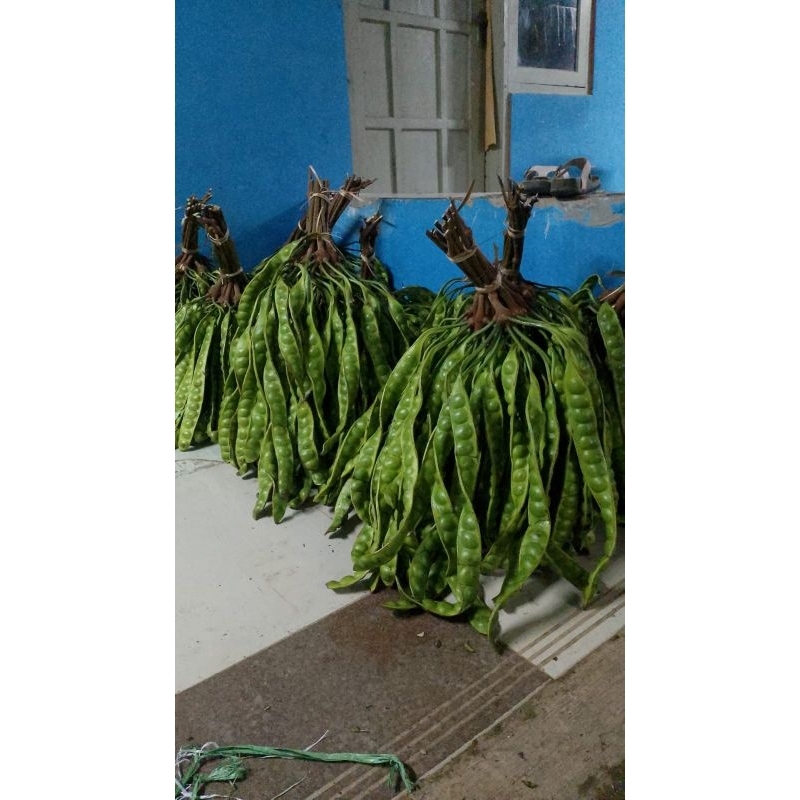 

Petey Fresh Superan 1 ikat isi 10 Papan