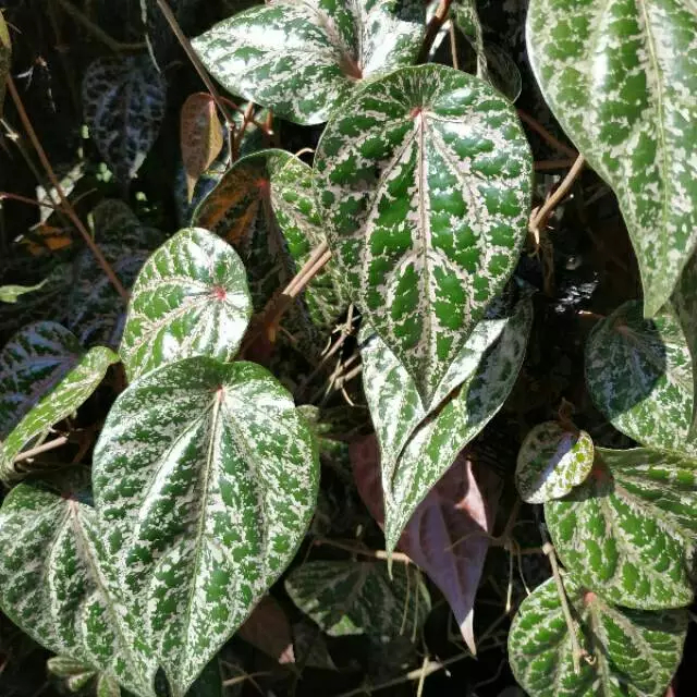 

Daun Sirih Merah Fresh - Herbal Multifungsi untuk Kesehatan & Perawatan Tubuh