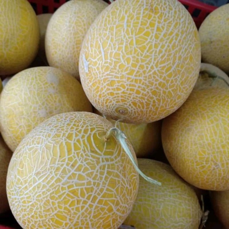 

INSTAN [Terlaris] Melon Manis 1 buah