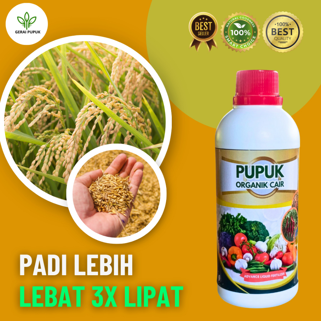 Pupuk Padi Sawah Terbaik, Pupuk Padi Pelebat Buah, Pupuk Organik Cair Buat Padi Asli Terbukti