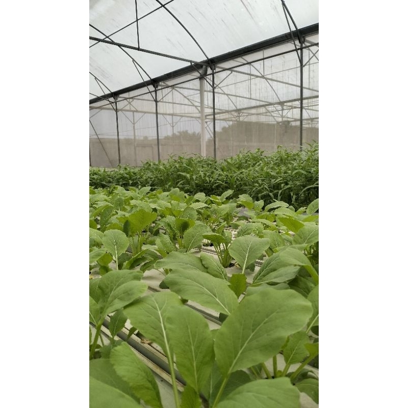 

Sayuran Hidroponik (Minimal order 1kg- bebas dengan variasi gram)