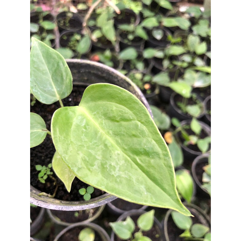 Anthurium veitchii/veichii Original