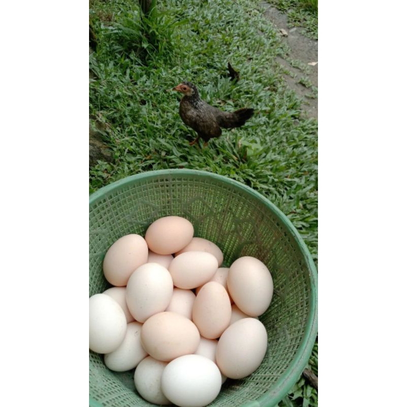 

Ayam Telur Kampung 100% Asli, Segar & Lezat, Hanya Rp3.200/Butir