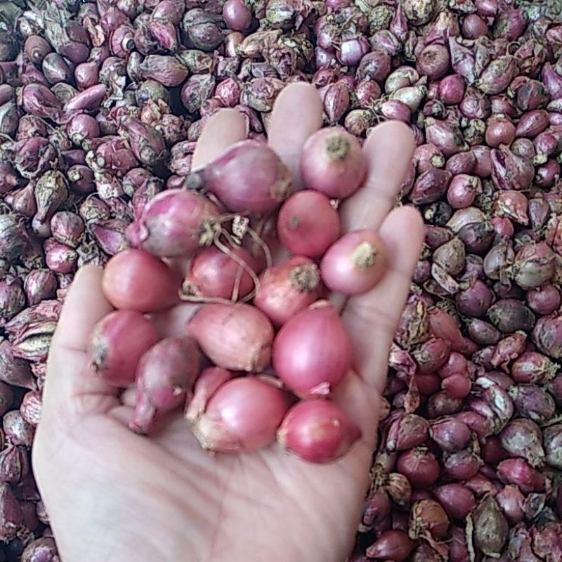 

Bawang merah termurah 1 kg ukuran kecil campur