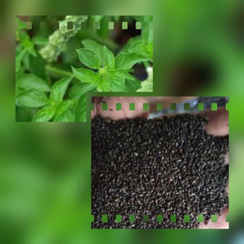 Benih Biji Bibit Kemangi 1 kg