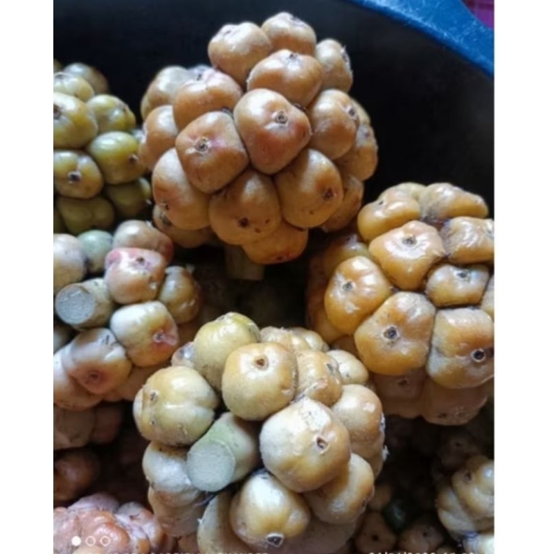 

Asam Cikala / Asam cekala / Patikala / buah kecombrang 1kg