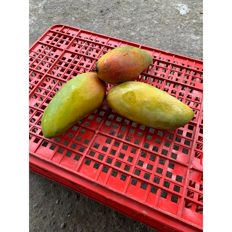 

mangga kiyojay/mangga thailand