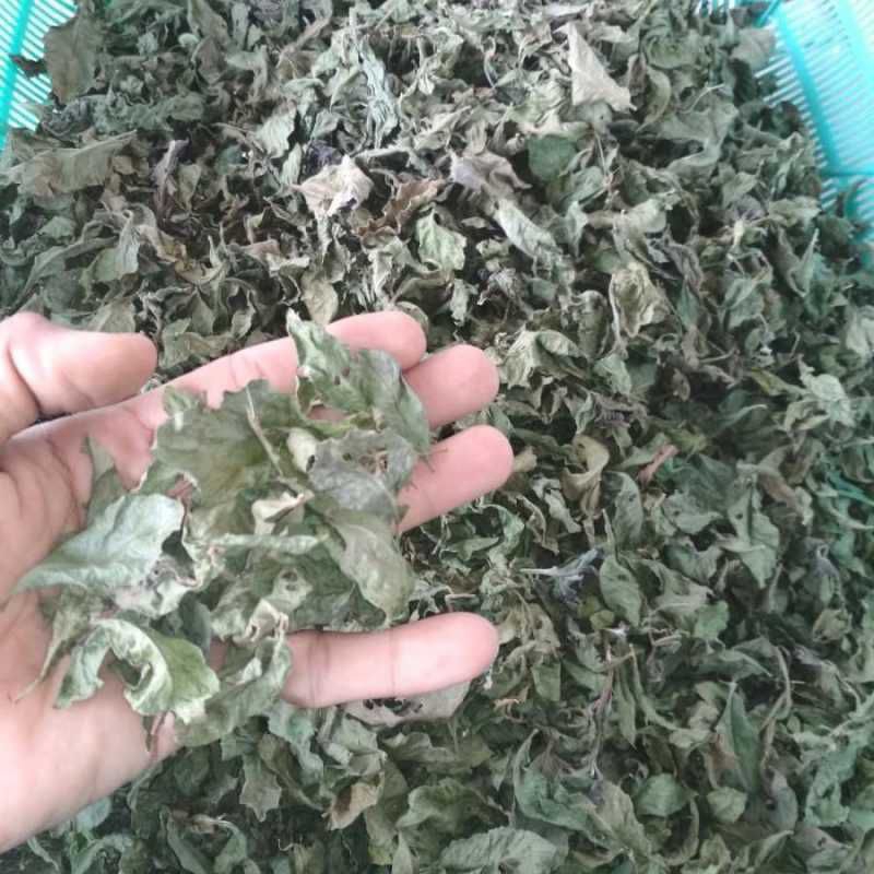 

Daun Beluntas Kering 500 kg