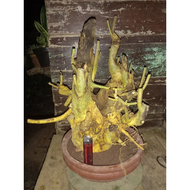 bahan bonsai serut dongkelan besar dan bogel