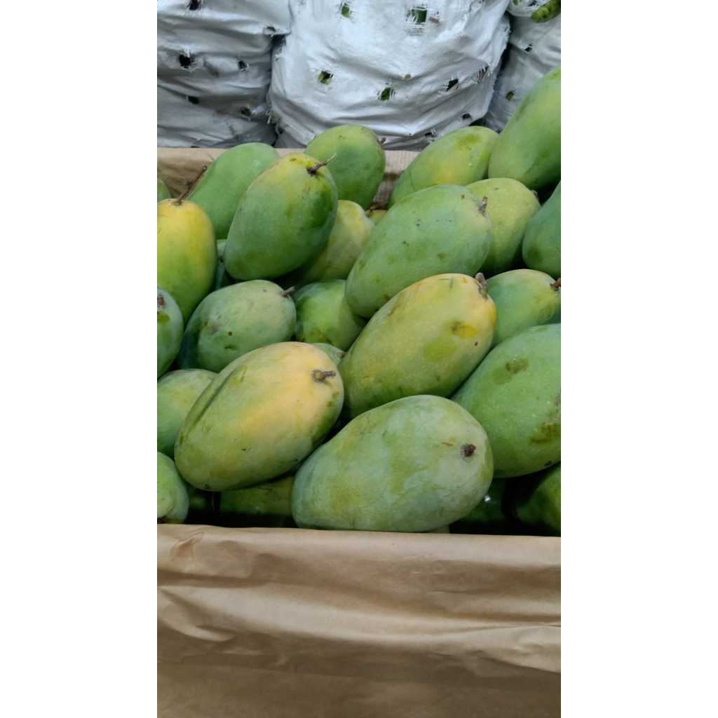 

Mangga Harum Manis Super