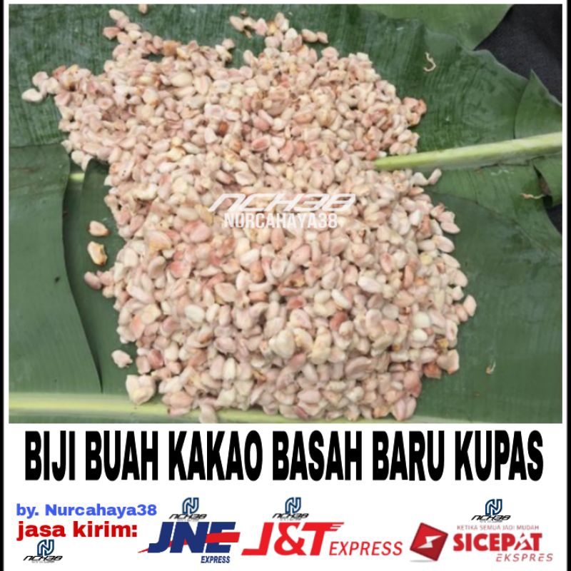 

BiJi Kakao | Biji Coklat Basah | Baru kupas tidak di cuci