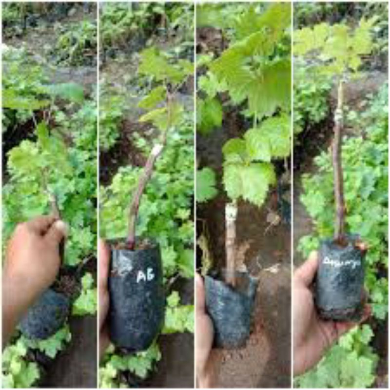 

anggur import