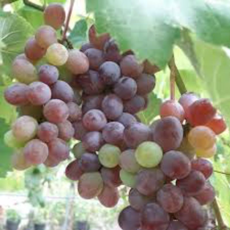 

Anggur Import Jupiter