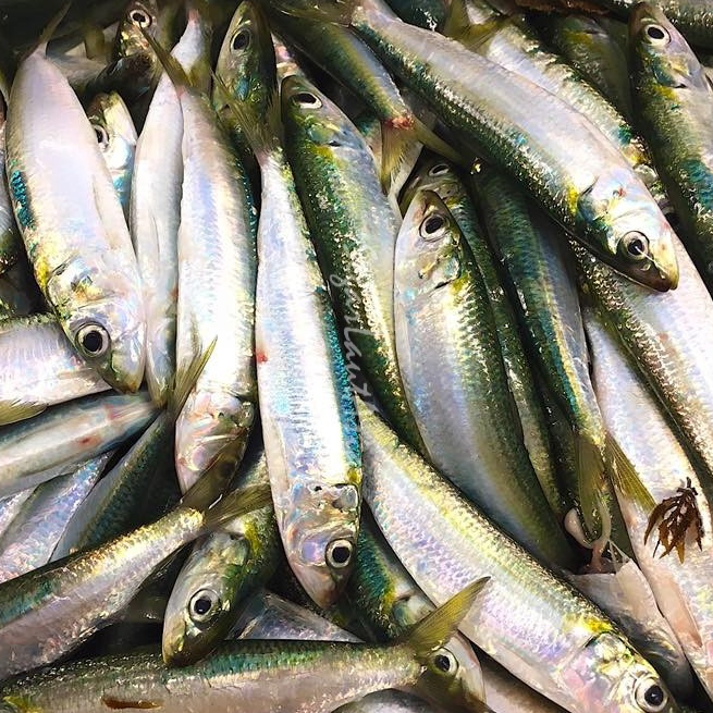 

Ikan Sarden Segar ''Ikan Sarden Ikan Sardines 1Kg Ikan Laut Segar