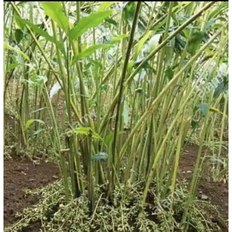 bibit kapolaga hijau india