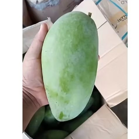

Manggah Okyong harga 15rb/kg kirim kirim
