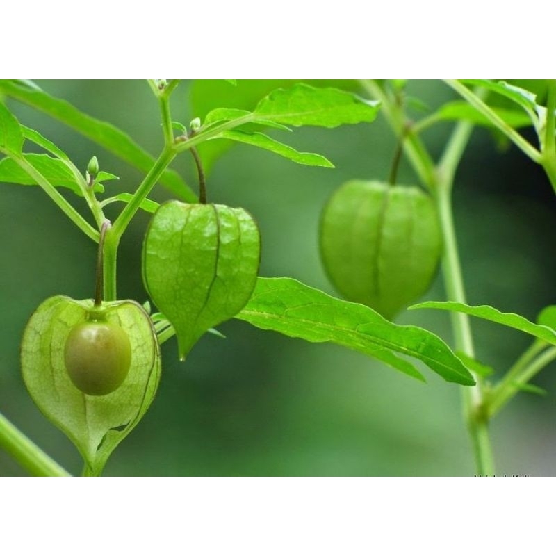 

buah cecendet 20biji