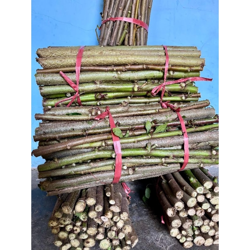 Tumbas Tani Viral Bibit Stek Telo Papua Singkong Papua 1Kg Super