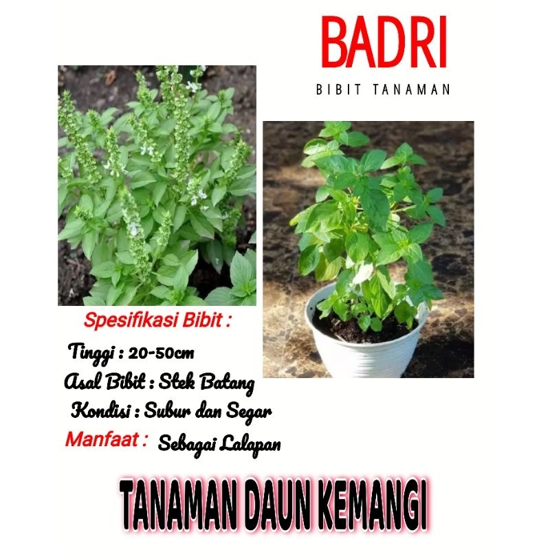 Bibit Tanaman Daun Kemangi Siap Tanam