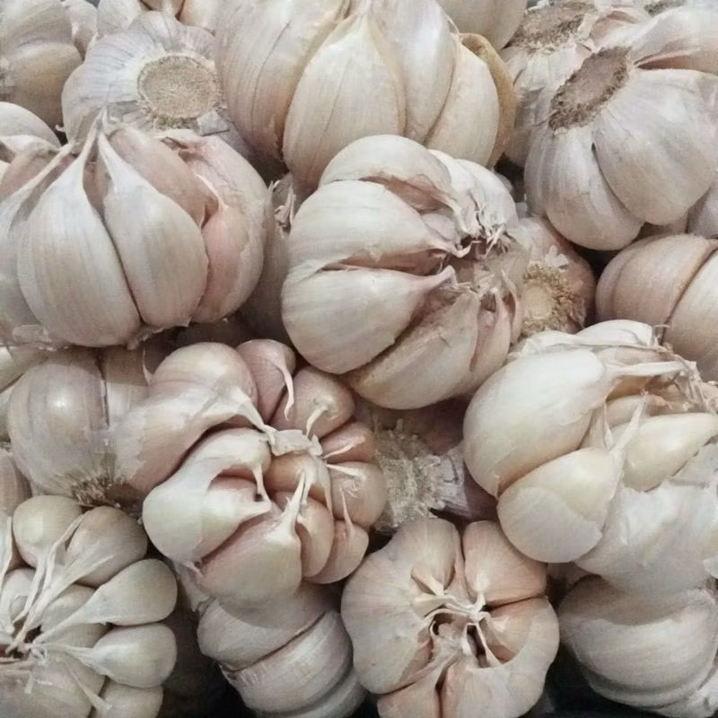

BAWANG PUTIH SUPER PREMIUM 1 KG