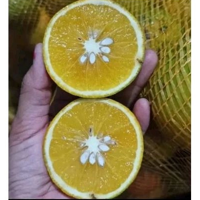 

jeruk iris jeruk peras jeruk es 1 kg