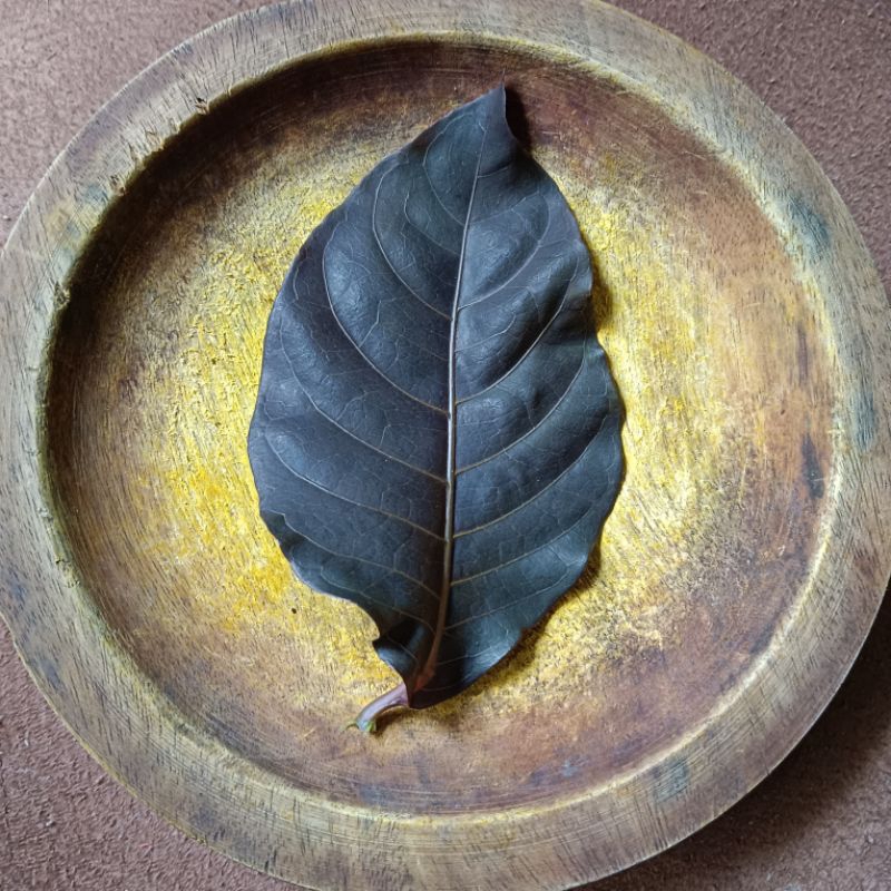 

DAUN PUDING HITAM / HADEULEUM /DAUN UNGU HARGA PER LEMBAR