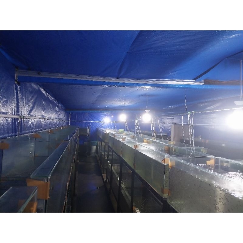 Benih Ikan Patin BB, RT, TT