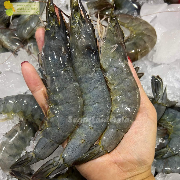 

Udang Vaname Segar Udang Vanamei 1Kg