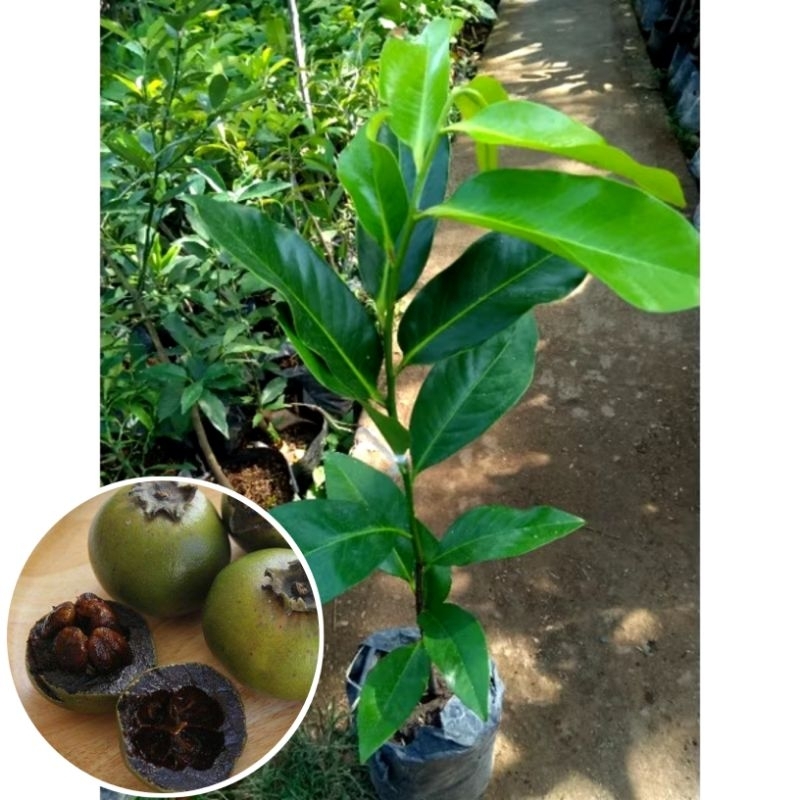 bibit Black Sapote jumbo hasil okulasi cepat berbuah