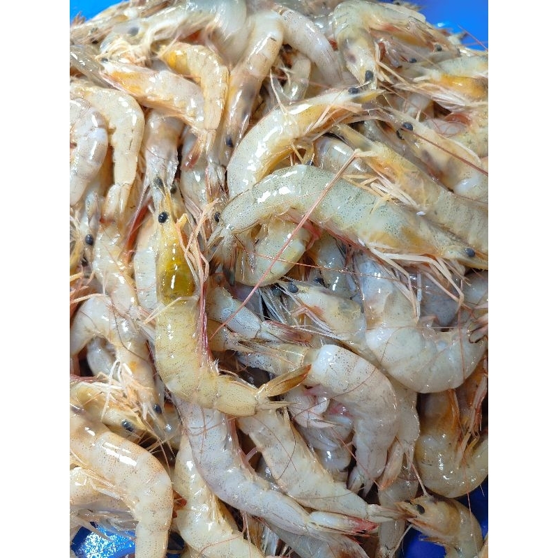 

UDANG KECIL 500gr
