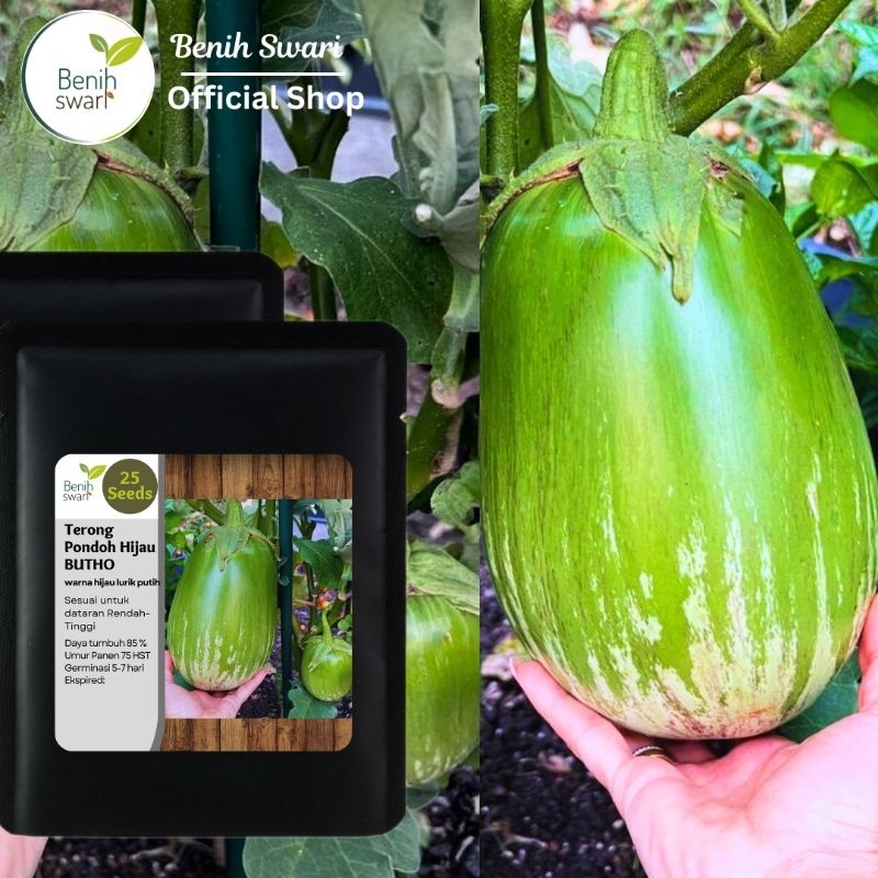 Benih Swari: (isi 25 butir) Benih Terong Pondoh Hijau Lurik BUTHO