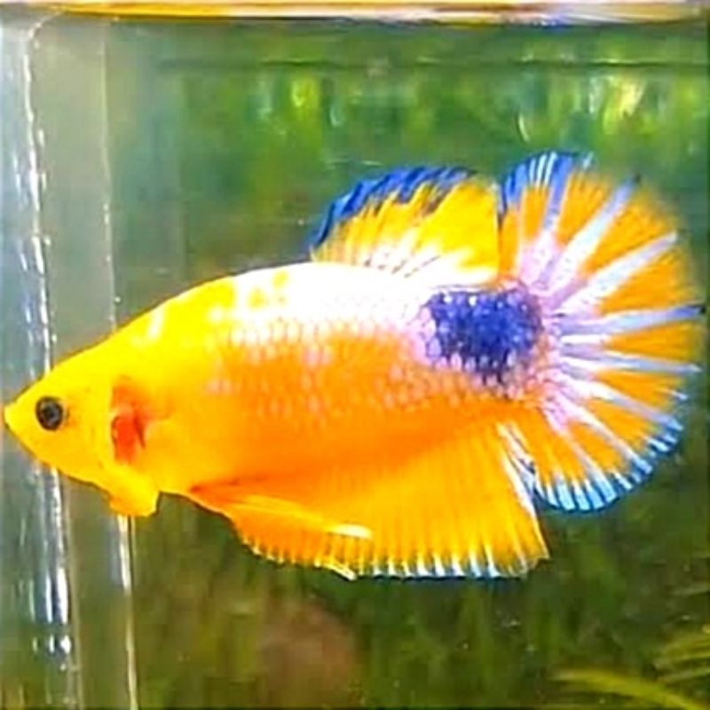 Plakat Yellow Hellboy Pajangan Kamar