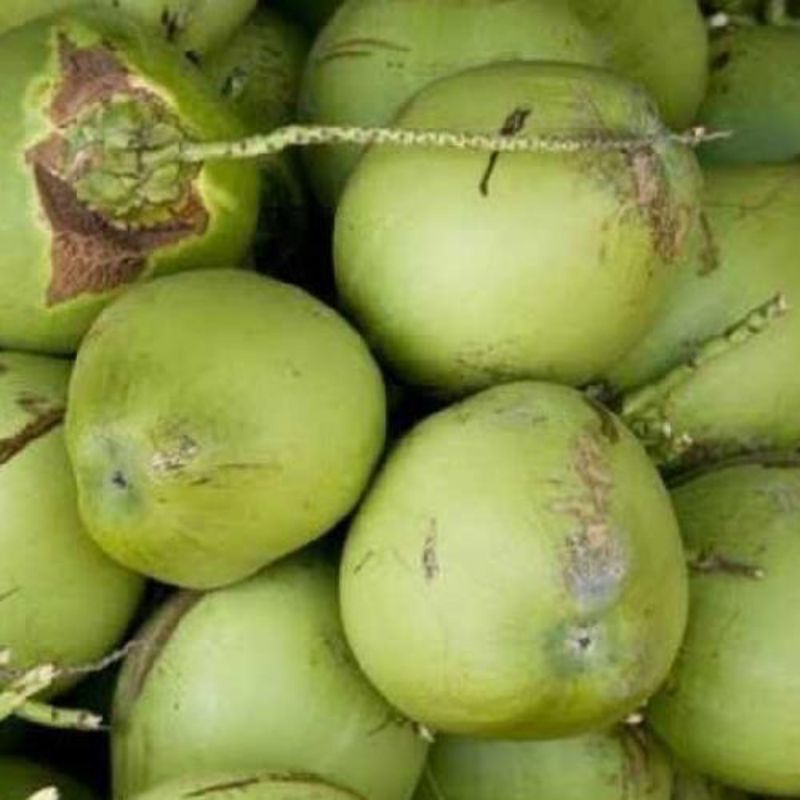 

kelapa ijo besar asli masih fres ada yg pesan langsung di ambilkan di pohonnya