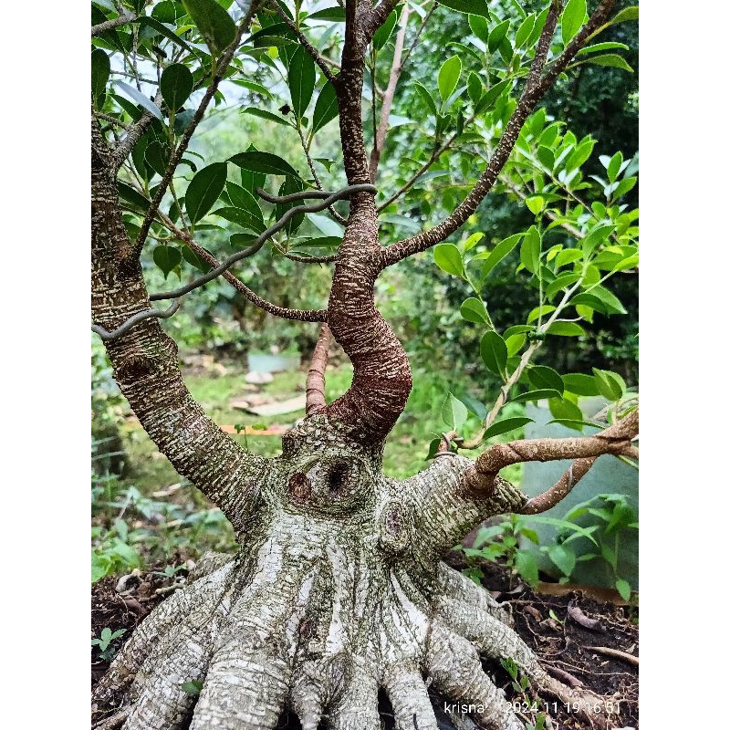 bahan bonsai kimeng prokar prospek berkuwalitas