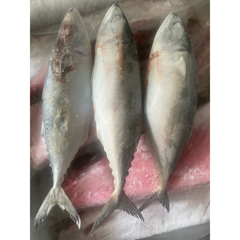 

MAM FROZEN SEA FISH - IKAN KEMBUNG BANJAR